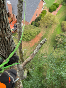 An arborist climbing with ropes for tree removal or trimming by Tony's Tree Service LLC in York, SC