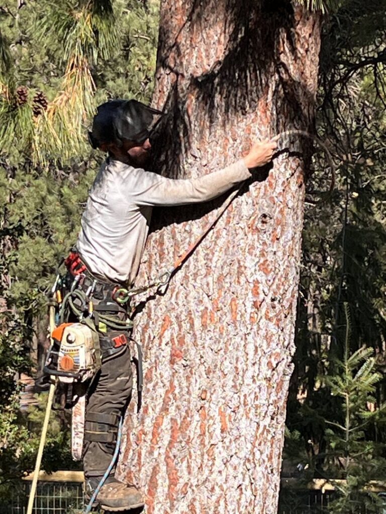 An arborist climbing a tree and securing ropes for safe tree service by David Marrs Trees in Ellensburg, WA.