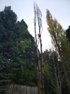 An arborist from Haskins Tree Care in Bellevue, WA, safely climbing a tall, bare tree for removal or pruning.