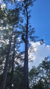 An arborist safely climbing a tall pine tree, performing tree services for Abbott Tree removal in Tallahassee, FL.