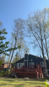 An arborist climbing a tall, bare tree next to a residential home for Boreal Tree Care in Anchorage, AK.