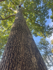 An arborist climbing a tall tree with ropes for tree removal or trimming by Diaz Tree Service in Charlotte, NC.