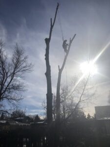 An arborist climbing a tall, bare tree with ropes for pruning or removal services by Branching Out Tree Service in Amityville, NY.