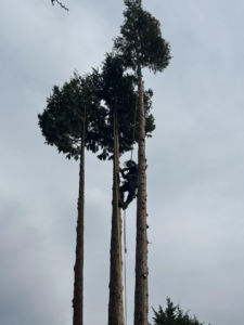 An arborist from Jake's Tree Service climbing a tall tree with ropes for tree removal or pruning in Everett, WA.
