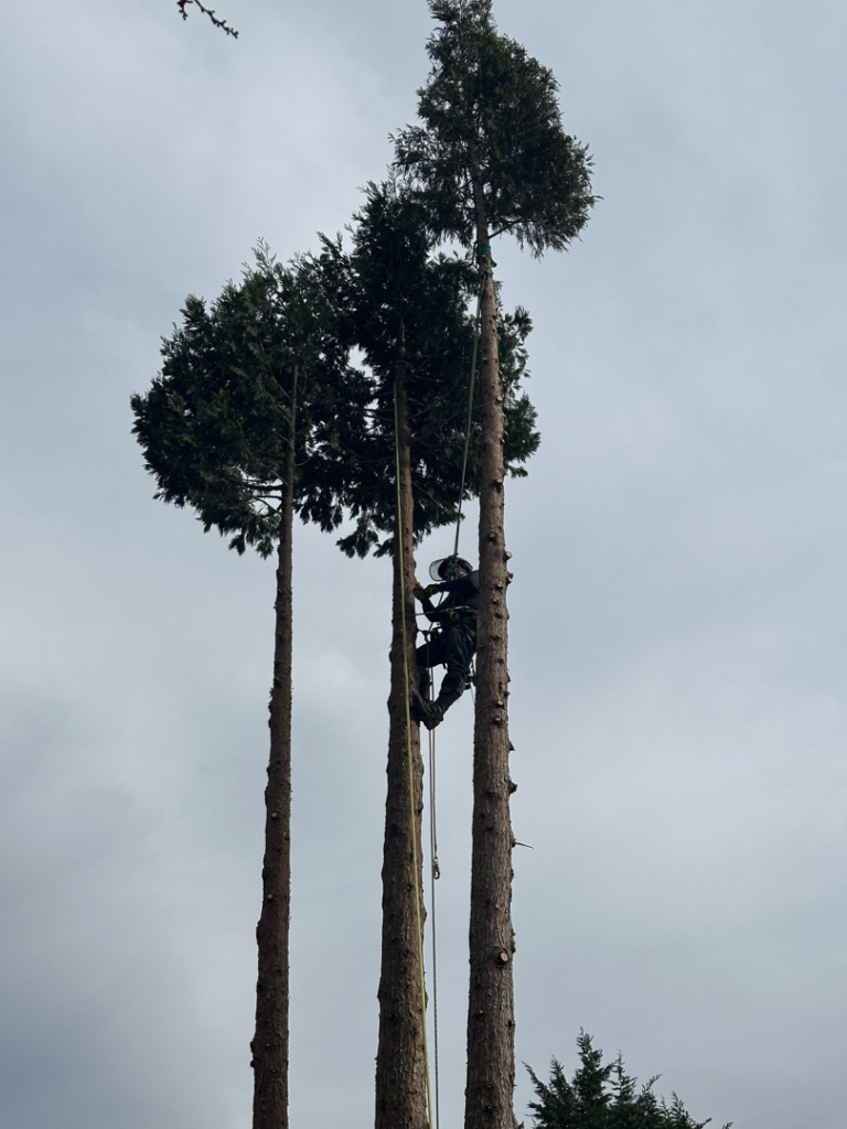 An arborist from Jake's Tree Service climbing a tall tree with ropes for tree removal or pruning in Everett, WA.