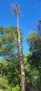 An arborist climbing a tall, partially de-limbed tree for pruning services by Randy Walker's Arborist Page in Cumberland Hill, RI.