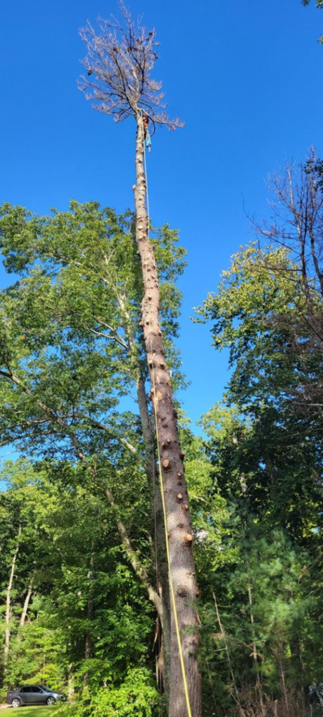 An arborist climbing a tall, partially de-limbed tree for pruning services by Randy Walker's Arborist Page in Cumberland Hill, RI.
