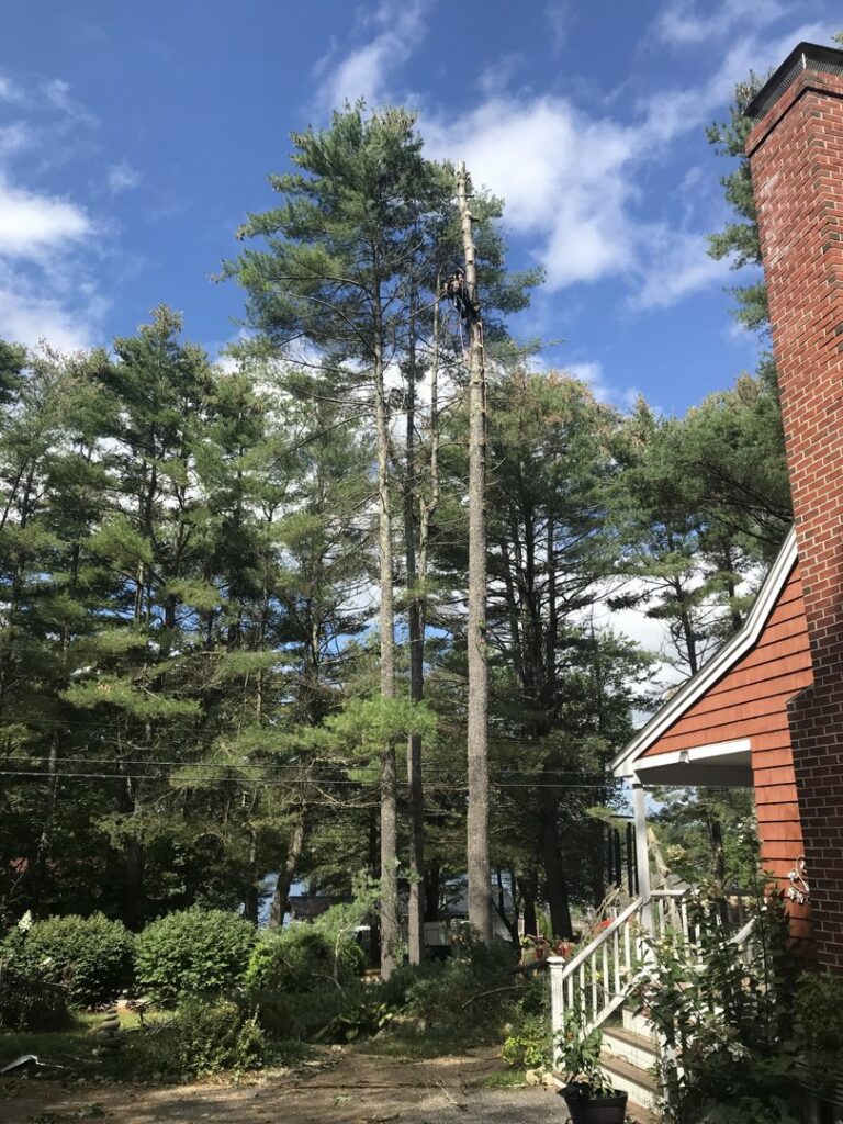 An arborist high up in a tall tree, performing tree removal services for Maine Tree Guy LLC in Auburn, ME.