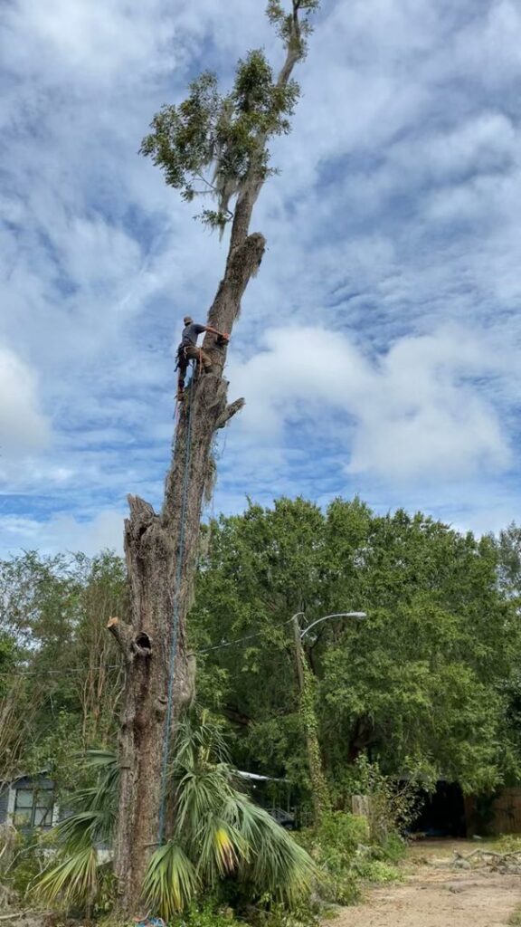 An arborist climbing a very tall tree for removal or trimming by Tates Tree Service in Shalimar, FL.