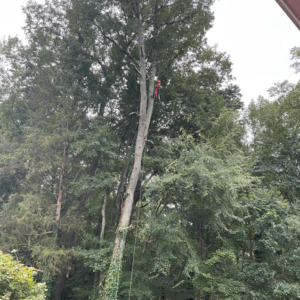 An arborist in safety gear climbing a tall tree for removal by Tony's Tree Service LLC in York, SC