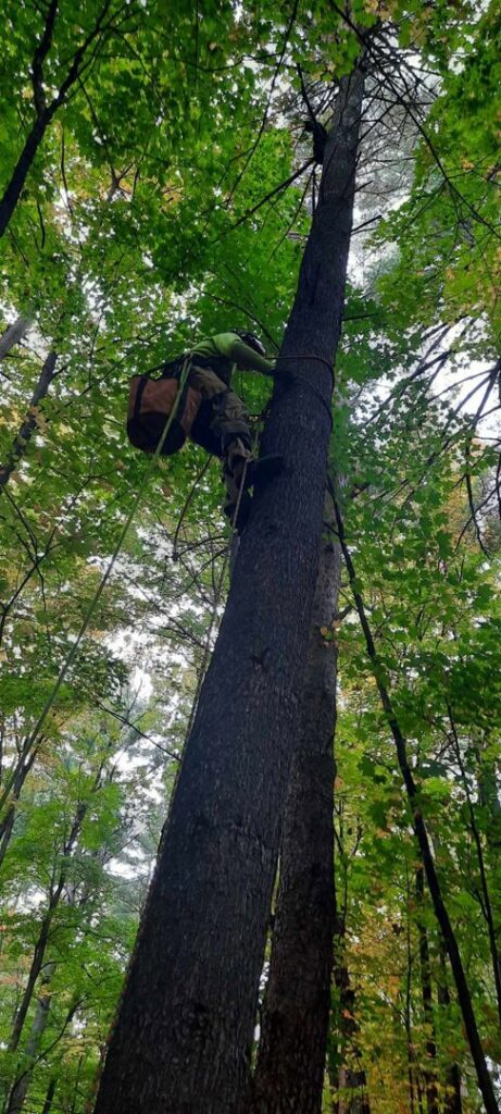 An arborist climbing a tall tree with safety gear for tree trimming or removal at Teacher's Tree Service in South Burlington, VT.