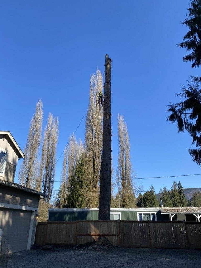 An arborist high up on a tall, limbed tree trunk, performing tree removal or pruning services for The Honest Arborist in Everett, WA.