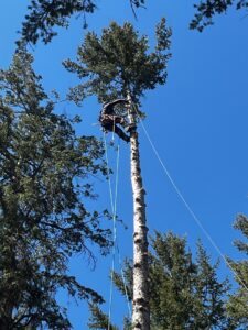 An arborist safely climbing and working high in a tall tree, performing tree services for TRA, Teton Rope Access in Alpine, WY.