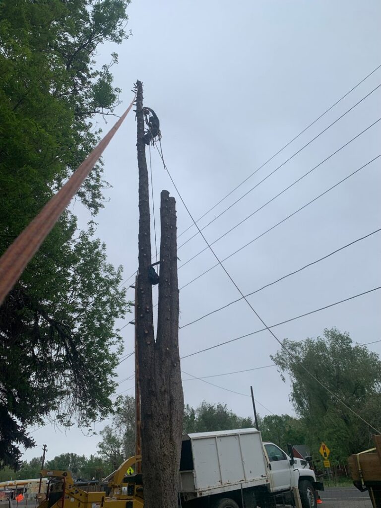 An arborist climbing a tall tree for trimming or removal, with equipment below, by Parkview Tree Service in Sheridan, WY.