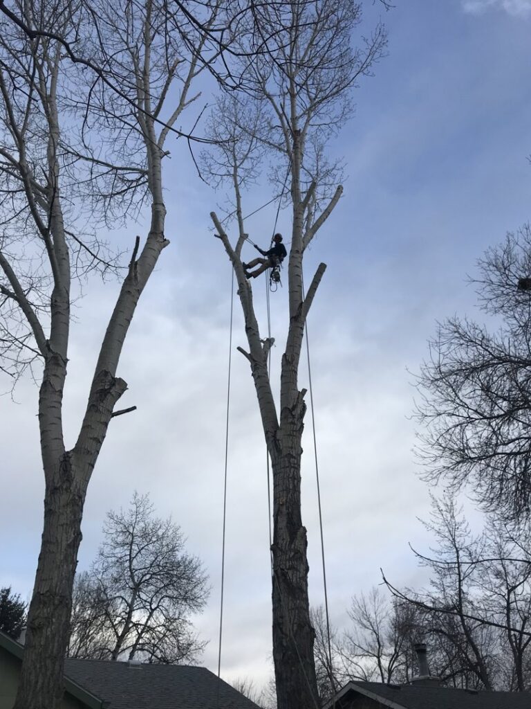 An arborist climbing a tall tree for trimming services by Northern Colorado Tree Service in Fort Collins, CO.