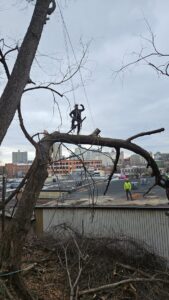 An arborist safely climbing a tall tree with ropes in an urban setting for EK Tree Service in Lancaster, PA.
