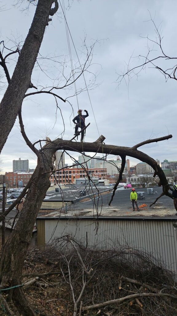 An arborist safely climbing a tall tree with ropes in an urban setting for EK Tree Service in Lancaster, PA.