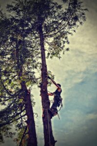 An arborist from Hunter Tree Services climbing a tall tree with ropes and safety gear in Nampa, ID.