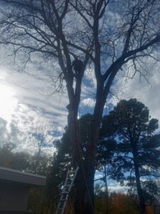 An arborist safely climbing a tall tree with ropes and a ladder for tree service by Arbor Services in Fort Myers, FL