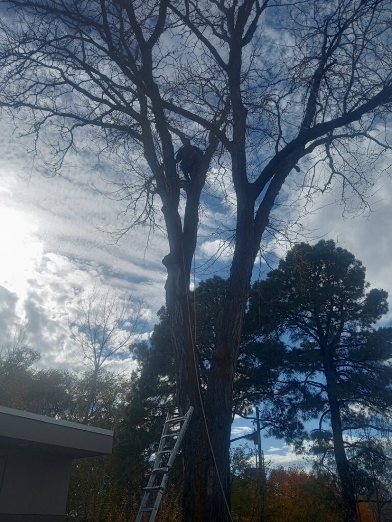 An arborist safely climbing a tall tree with ropes and a ladder for tree service by Arbor Services in Fort Myers, FL