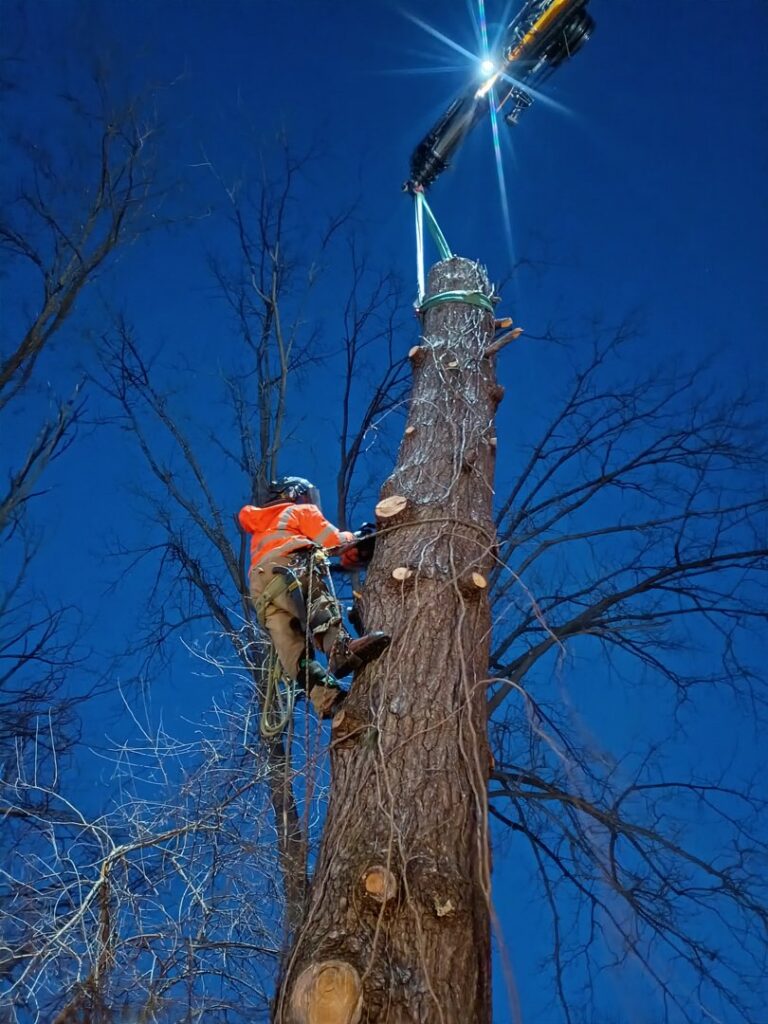 An arborist climbing a tree at night with a chainsaw and rigging, performing tree removal for S&D Tree Service LLC in Schenectady, NY.