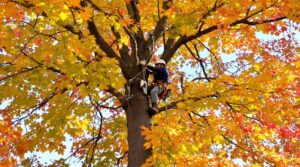 An arborist climbing a tree with vibrant autumn leaves, performing tree service for JTE & Company in Oxford, MA.