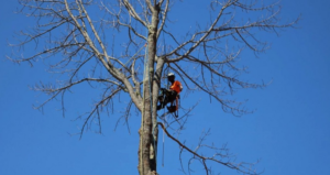 An arborist safely climbing a tall, bare tree with ropes and harness for Black Fern Tree Service in South Portland, ME.