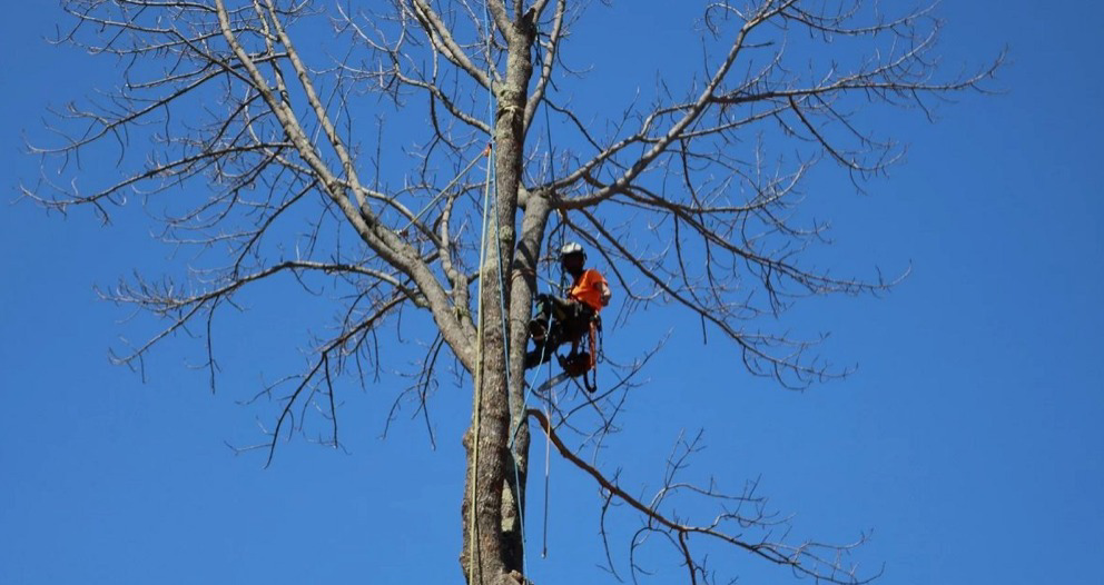 An arborist safely climbing a tall, bare tree with ropes and harness for Black Fern Tree Service in South Portland, ME.