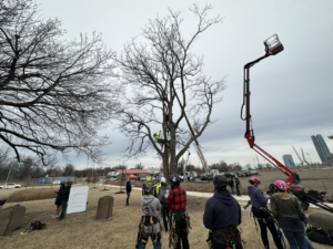 An arborist climbing a tree with a boom lift nearby for Firestorm Tree Specialists in Oklahoma City, OK.