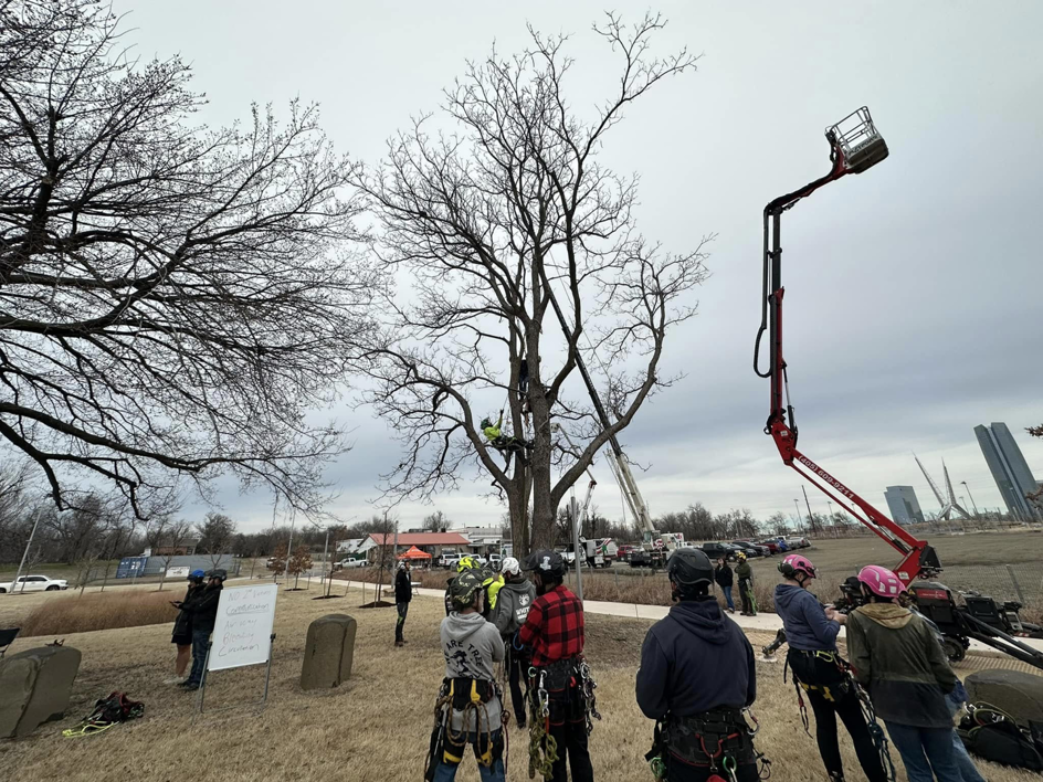 An arborist climbing a tree with a boom lift nearby for Firestorm Tree Specialists in Oklahoma City, OK.