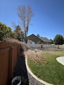 An arborist from Hunter Tree Services climbing a tree, with cut branches on the ground in Nampa, ID.