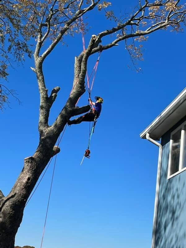An arborist climbing a tree with ropes and a chainsaw for 365 Trees in East Providence, RI.