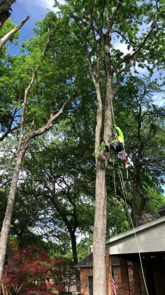 An arborist climbing a tall tree with ropes and a chainsaw, performing tree services for A. Matt Tree Service in Fort Worth, TX.