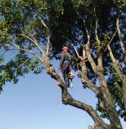 An arborist safely climbing a tall tree with a chainsaw, performing tree cutting for Florida Tree Cutters in Fort Lauderdale, FL