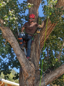 An arborist from My Tree Guys, LLC, wearing a helmet and harness, with a chainsaw, climbing a large tree in Salt Lake City, UT.