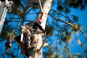 An arborist climbing a tree with a chainsaw attached to his harness, performing tree work for LC Tree Service in San Diego, CA.