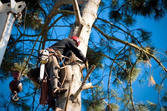 An arborist climbing a tree with a chainsaw attached to his harness, performing tree work for LC Tree Service in San Diego, CA.