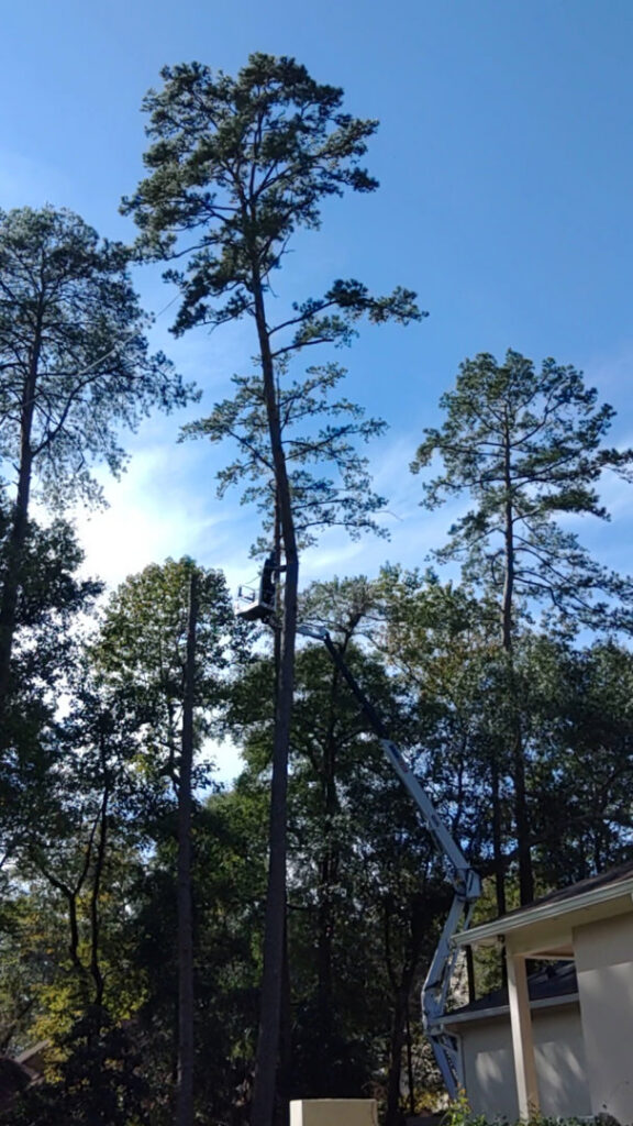 An arborist safely climbing a tall tree with a chainsaw for Mr. Stump Tree Service in Colorado Springs, CO.