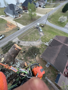 An arborist's view from high in a tree with a chainsaw and climbing gear, performing tree removal in Anniston, AL by Northeast Alabama Tree Experts LLC.