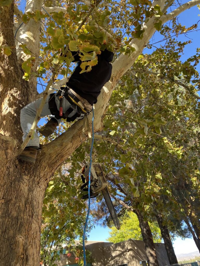 An arborist in a harness climbing a large tree with a chainsaw, performing tree service for South West Tree Service in Las Cruces, NM.