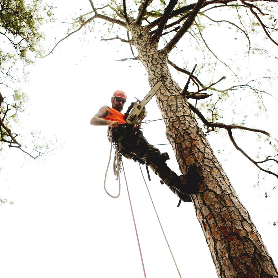 An arborist safely climbing a tall tree with a chainsaw for Tarzan Tree Service LLC in Virginia Beach, VA.