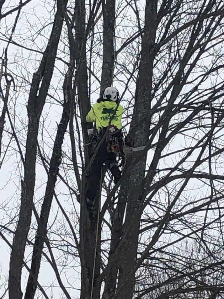 An arborist climbing a tree with a chainsaw attached to their harness, performing tree work for Teacher's Tree Service in South Burlington, VT.