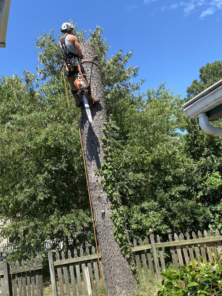 An arborist climbing a tree with ropes and a chainsaw for Treetop's Tree Service in Chesapeake, VA.