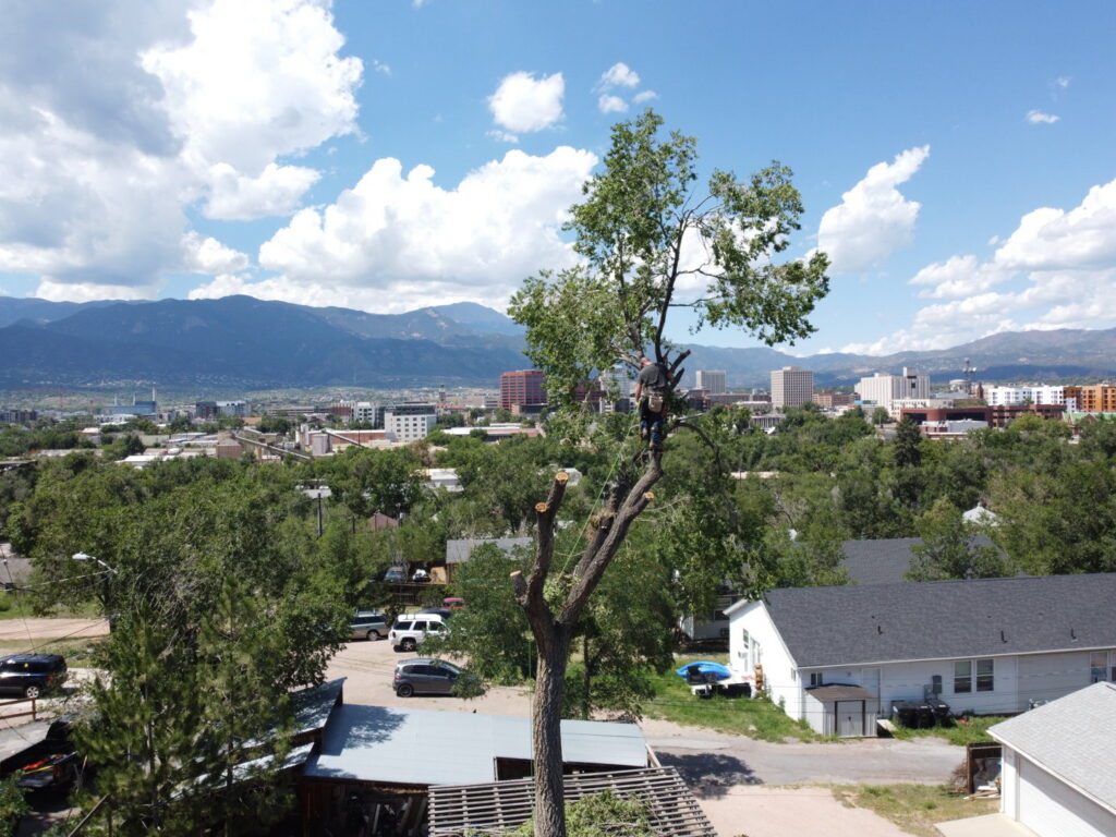 An arborist safely climbing a tall tree with ropes, with a city view in the background, by Central Colorado Tree Service in Colorado Springs, CO.