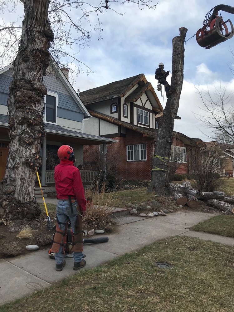 An arborist climbing a tall tree with a crew member on the ground, performing tree work for AAA Emergency Tree Service LLC in Denver, CO.