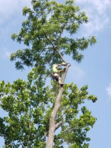 An arborist safely climbing a tall tree and cutting a branch with a chainsaw for Clyde's Tree Service in Indianapolis, IN.