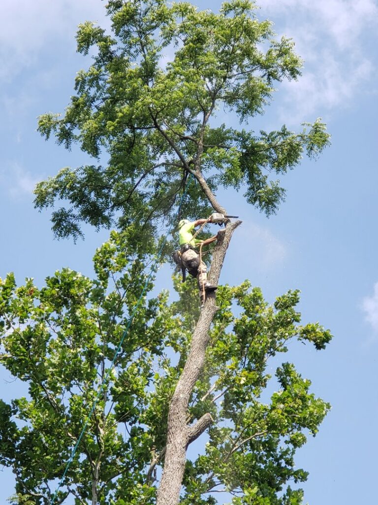 An arborist safely climbing a tall tree and cutting a branch with a chainsaw for Clyde's Tree Service in Indianapolis, IN.