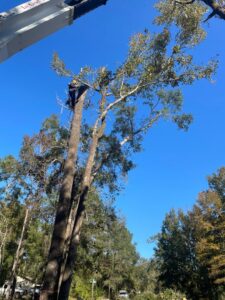 An arborist climbing and cutting branches from a tall tree with a crane assist for Tates Tree Service in Shalimar, FL.