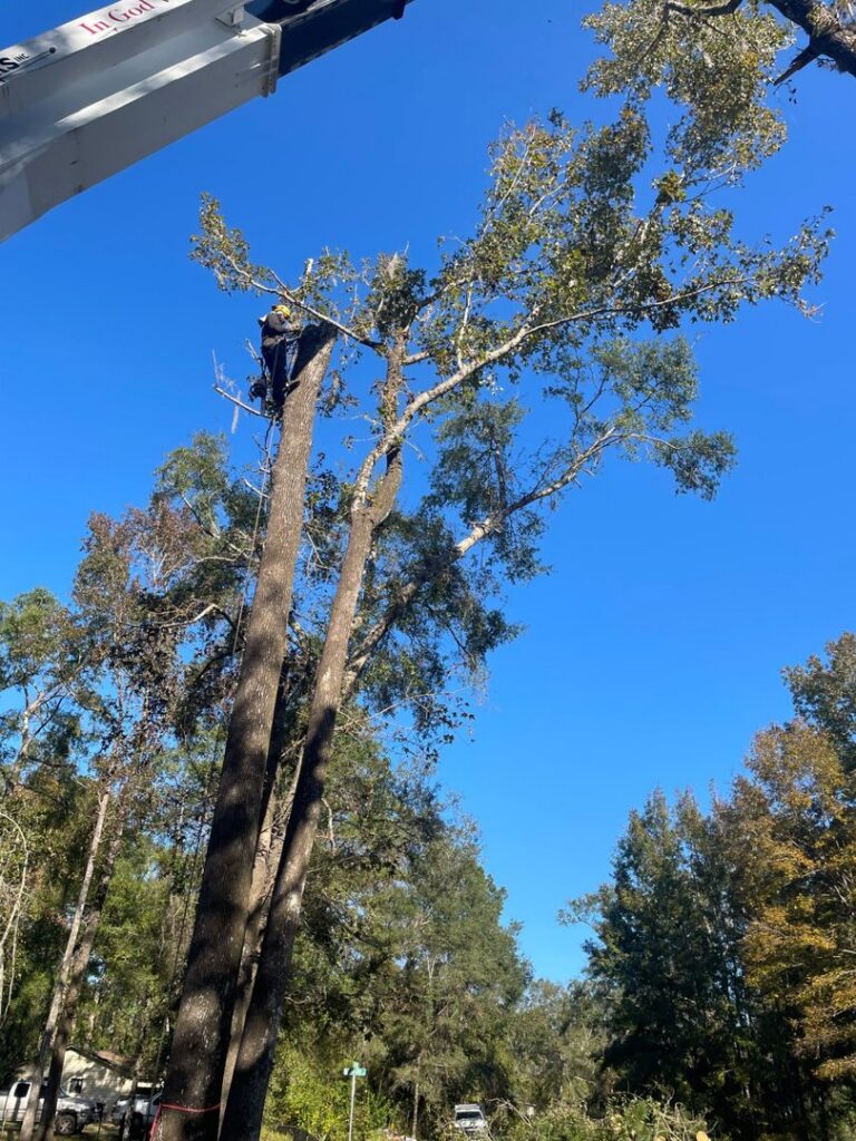 An arborist climbing and cutting branches from a tall tree with a crane assist for Tates Tree Service in Shalimar, FL.