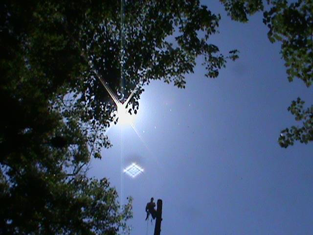 An arborist climbing a tall tree, performing tree service work for Daniel's Tree Service in Columbia, SC.